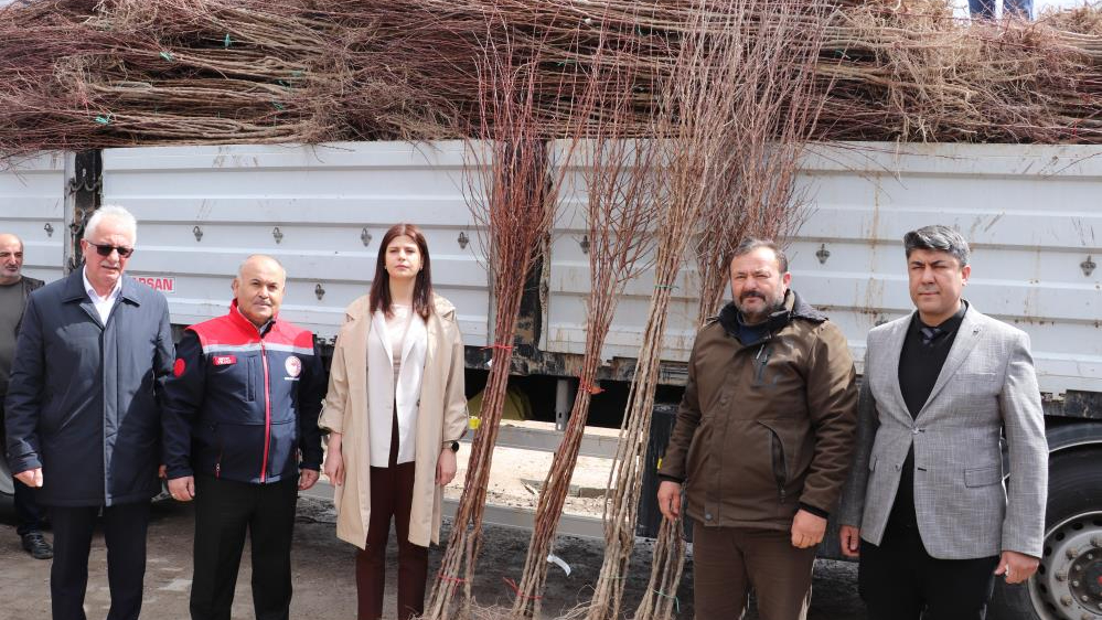 Kangal'da çiftçilere 14 bin kayısı fidanı dağıtıldı