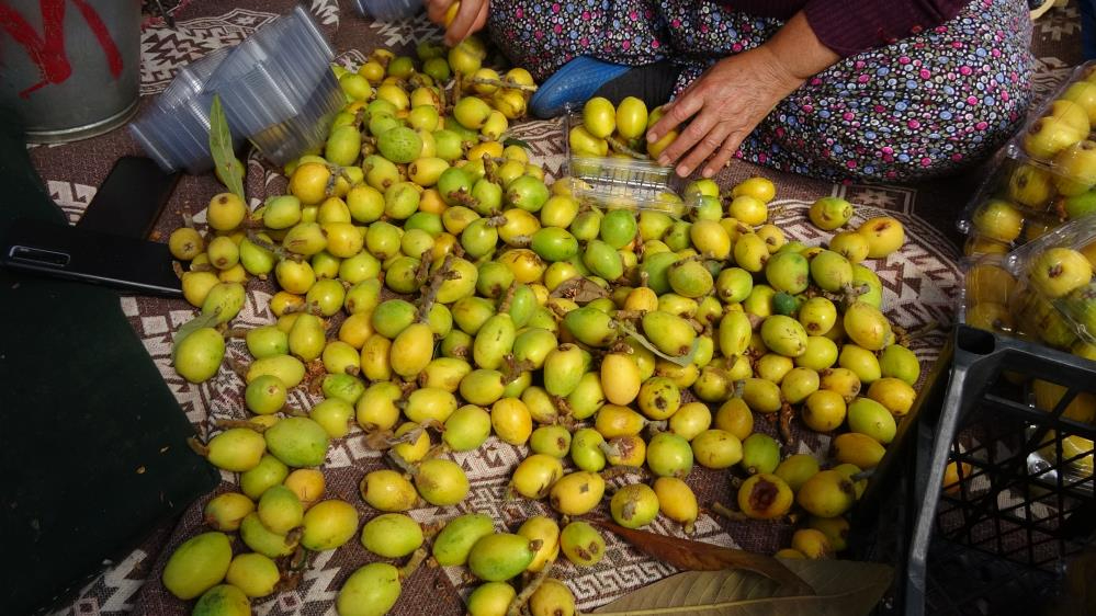 Malta eriğinde hasat sürüyor fiyatı çiftçiyi mutlu ediyor