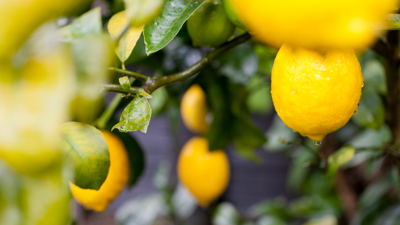 Limon ihracatı durduruldu