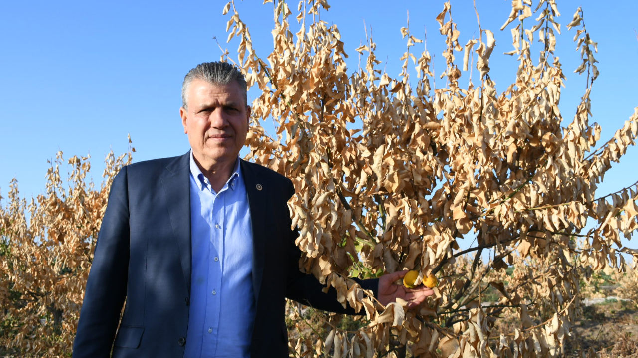 CHP'i Barut'tan limon ihracatının durdurulmasına tepki