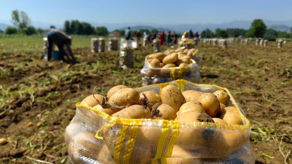 Patates ihracatı 2 ayda 114 kat arttı