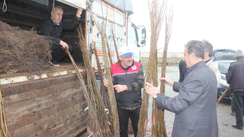 Muş'ta çiftçilere 6 bin 150 ceviz fidanı dağıtıldı