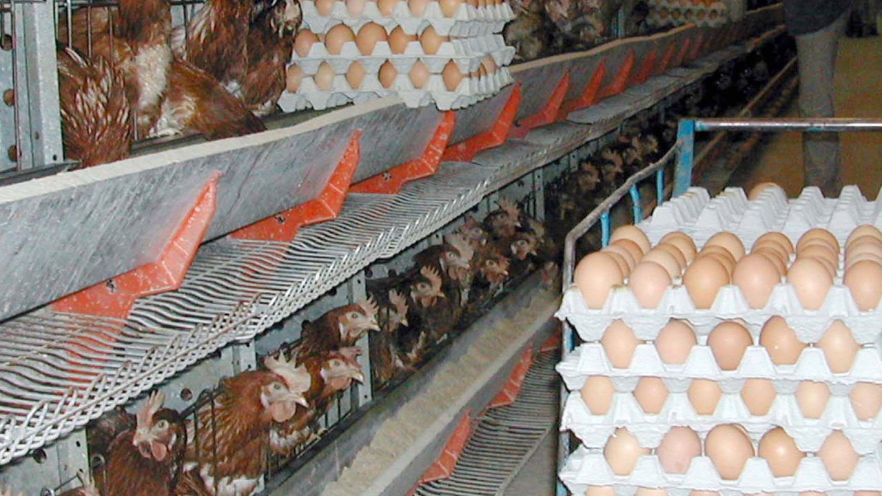 Yumurta üretimindeki düşüş sürüyor