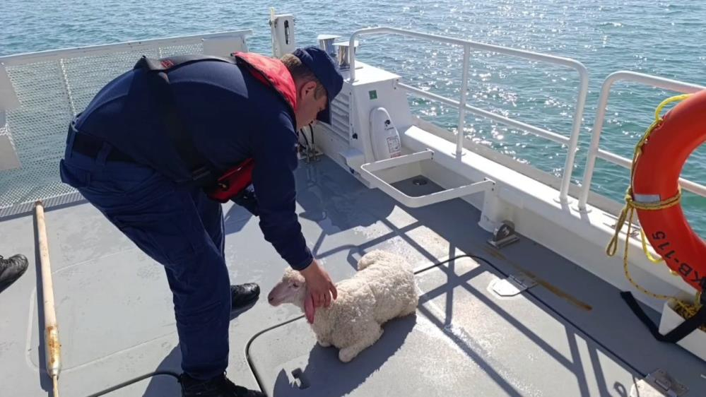 Ayvalık'ta denizdeki kuzuyu Sahil Güvenlik kurtardı