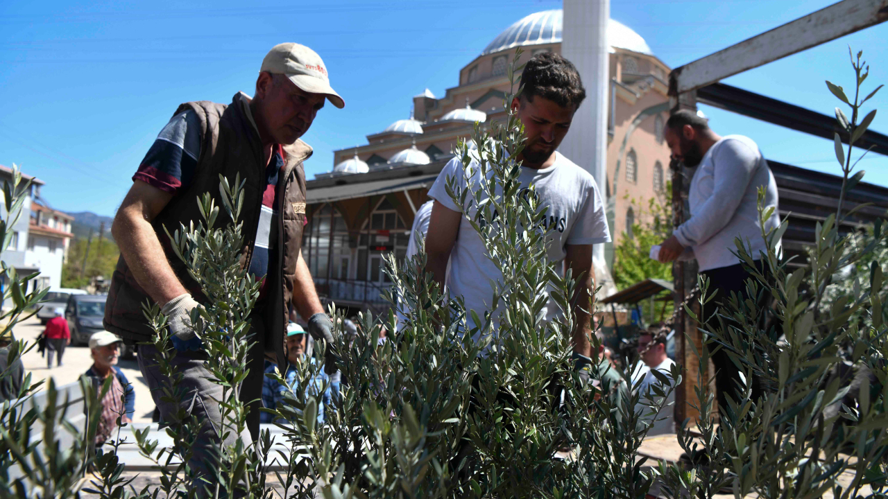 Ankara Büyükşehir Nallıhan'da 4 bin zeytin fidanı dağıttı
