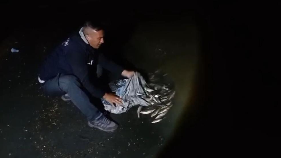 Göç ederken avlanan inci kefalleri tekrar dereye bırakıldı