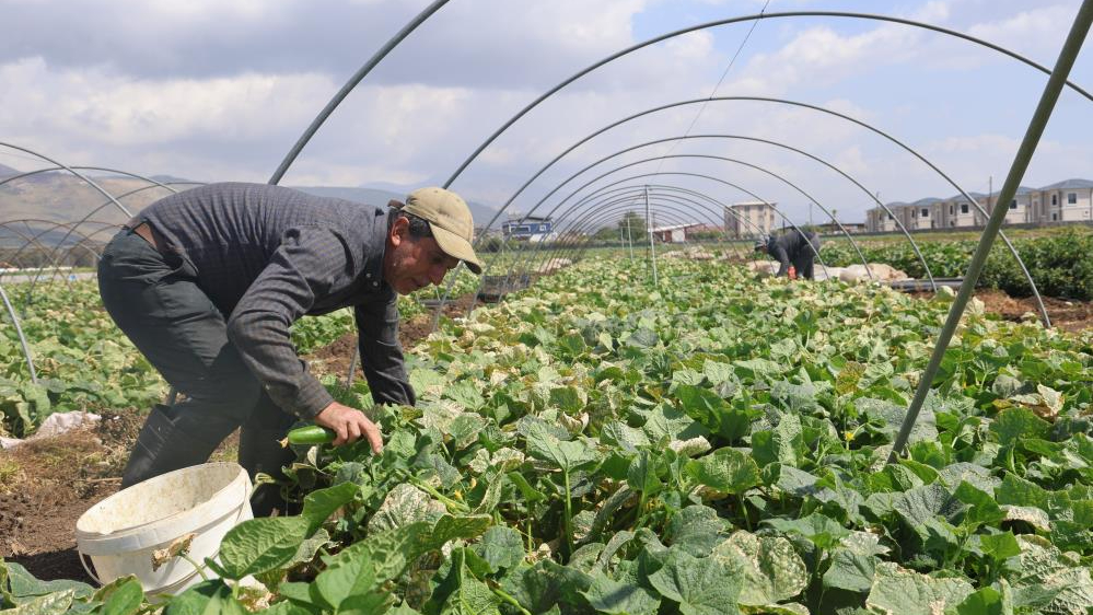 Amik Ovası'nda salatalık tarlada 15 liraya düştü