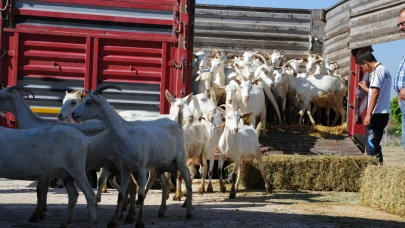 Geçen yıl 4 bin 484 büyükbaş ve küçükbaş hayvan hastalıktan telef oldu