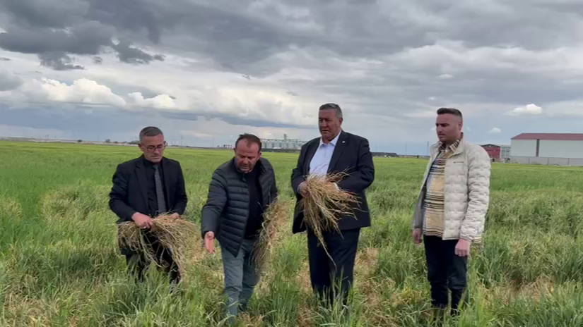 Arpa çiftçisi hasat dönemi fiyatların düşmesinden endişeli