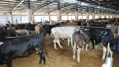 Adana'da kurbanlık fiyatları ve kesim ücretleri belirlendi