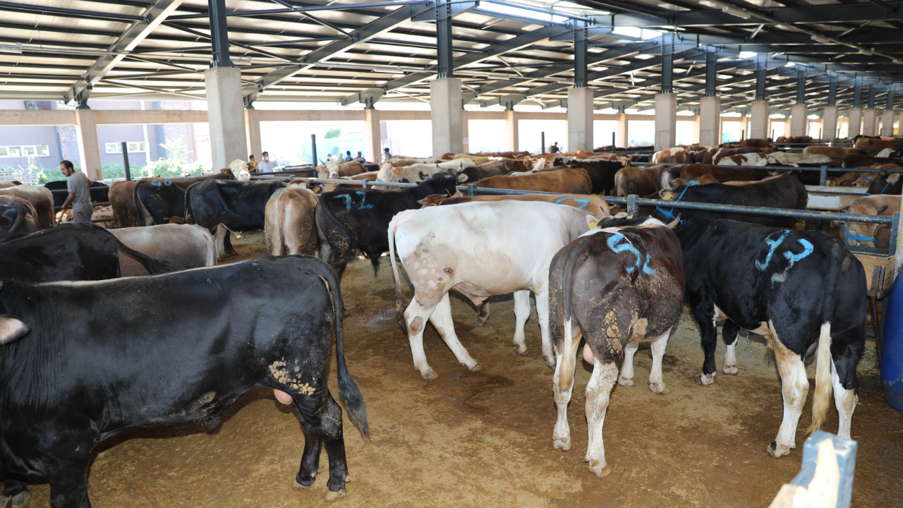 Adana'da kurbanlık fiyatları ve kesim ücretleri belirlendi