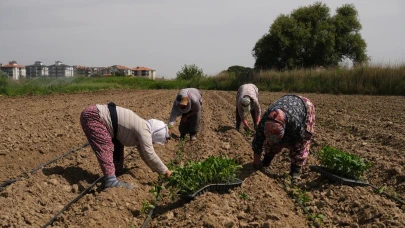 Ayvalık'ta "üretim mutfağı" için ilaçsız üretilecek sebzelerin fideleri dikildi