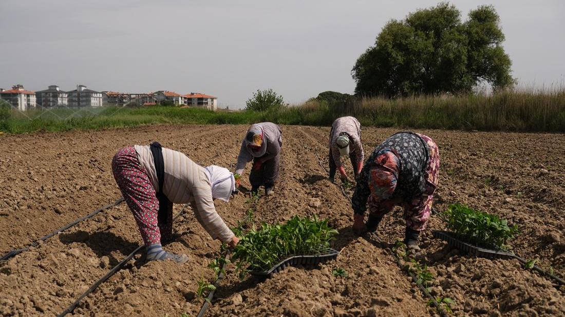 Ayvalık'ta "üretim mutfağı" için ilaçsız üretilecek sebzelerin fideleri dikildi