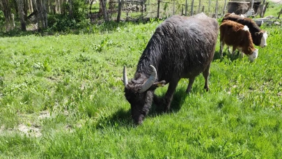 3 günlük malağın annesi Ağrı'da bulundu; 50 kilometre yürümüş, Murat Nehri'ni geçmiş