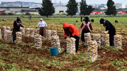 Çiftçi, tarlada 22-24 lira olan patatesin fiyatını yeterli bulmuyor