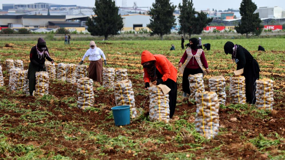 Çiftçi, tarlada 22-24 lira olan patatesin fiyatını yeterli bulmuyor