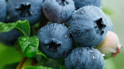 Uludağ Blueberry Birliği kuruldu