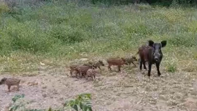 Milli Parklar'dan "yaban domuzu" açıklaması