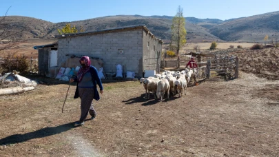 Hayvancılıkta maliyetler yükselmeye devam ediyor