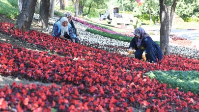 Osmangazi  262 bin 500 çiçekle renklenecek