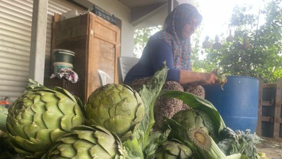 Enginar bıçakçılarında hasat yoğunluğu