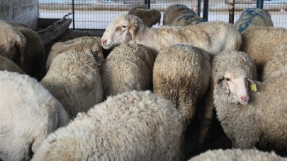 Nilüfer'de kurban kesimine ilişkin hazırlıklar tamamlandı