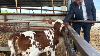 Manisa'nın "Tek Dam"ları süt üreticilerini destekleyecek