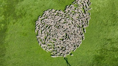 Tigem'in koyunlarından "dünya dönüyor" koreografisi