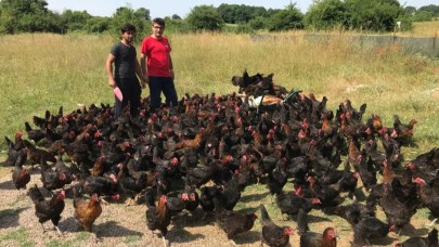 Kocaeli'de yumurta tavuğu desteği için talepler alınıyor