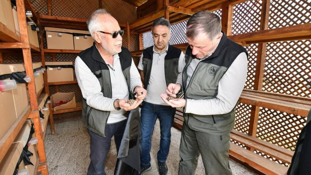 Savaşçı müttefikler "Torymus Sinensis"ler doğaya salınıyor