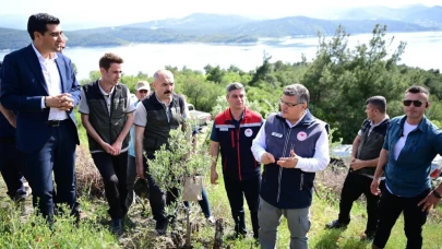 Sinop'ta 80 bin yabani zeytin ağacı aşılanacak