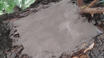 Asırlık dut ağacının yaraları sarıldı