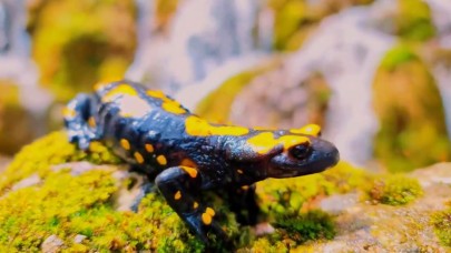 Geben Vadisi, milli park statüsüne kavuştu