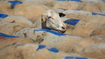 TİGEM Karacabey, hem üreticiye hem ekonomiye katkı sunuyor