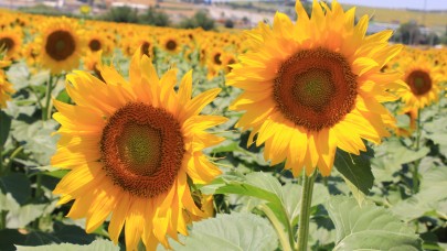 Ayçiçeği üreticisi destek ödemelerini bayram öncesi bekliyor