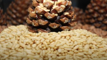 Aydın çam fıstığı da Avrupalı oldu