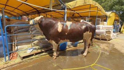 10 milyon çift ayakkabının derisini kurtarmak için öneriler