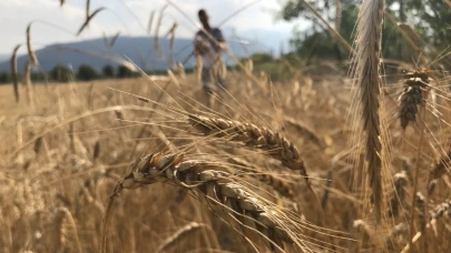 Buğday alım fiyatında artış enflasyon oranının altında kaldı