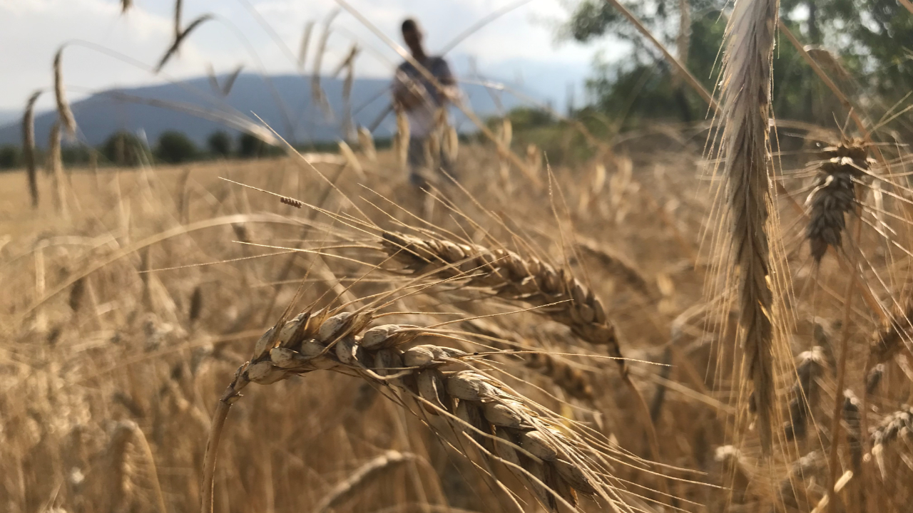 Buğday alım fiyatında artış enflasyon oranının altında kaldı