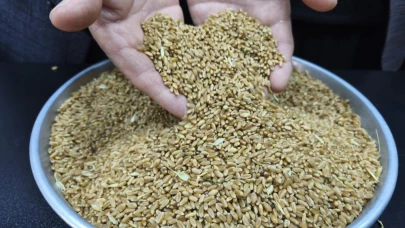 Adanalı çiftçiler, buğday fiyatının yükseleceğini öngörüyor