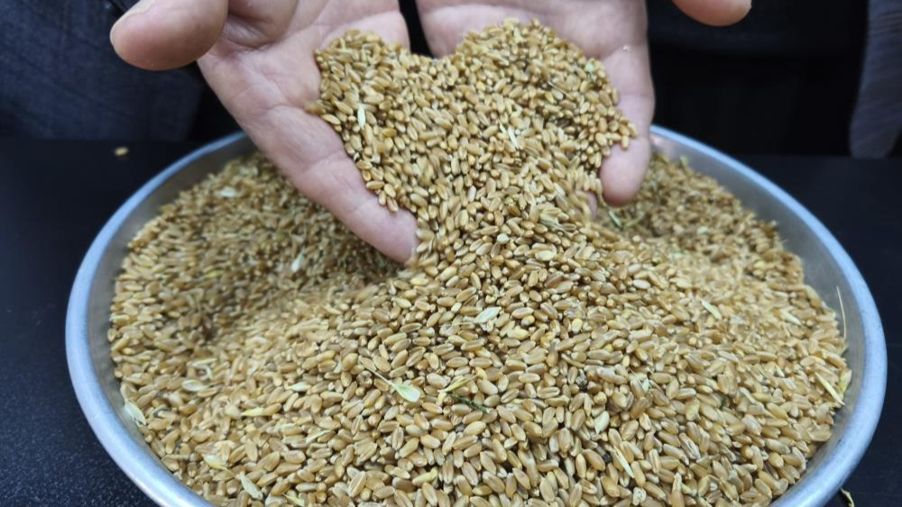 Adanalı çiftçiler, buğday fiyatının yükseleceğini öngörüyor