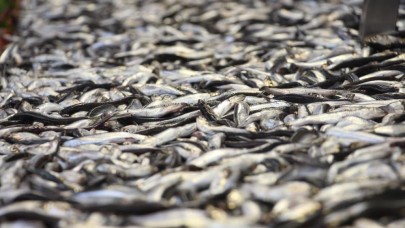 2023'te çok avlayınca 2024'e fazla bırakmamışız