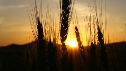 İYİ Parti ve Gelecek Partisi'nden buğday fiyatlarına tepki