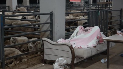 Kurbanlıklarıyla koyun koyuna uyuyorlar