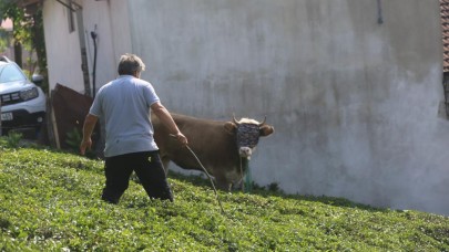 Kaçan kurbanlıklar ile vatandaşların çetin mücadeleleri
