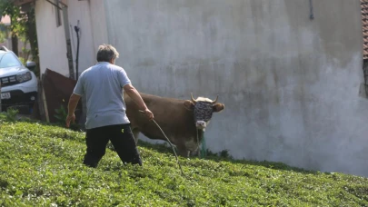 Kaçan kurbanlıklar ile vatandaşların çetin mücadeleleri