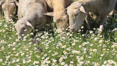 TİGEM'in meraları papatya tarlasına dönüştü
