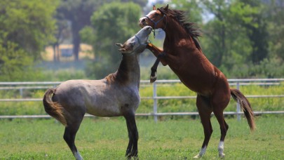 Litresi 2,5 milyon lira yok satıyor