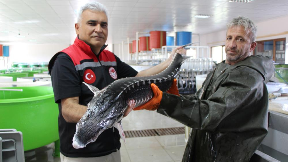 250 milyon yıldır bozulmadan geldi yumurtası 4 bin avro