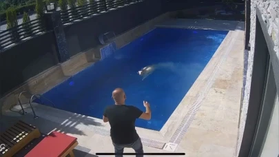Kurbanlık koçun havuz sefası